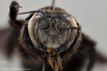 Media type: image;   Entomology 810662 Aspect: head frontal view